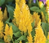 Celosia Fresh Look Yellow