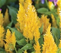 Celosia Fresh Look Yellow