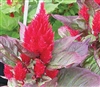 Celosia New Look Red