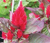 Celosia New Look Red