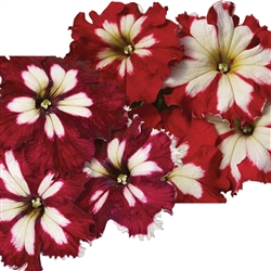 Petunia Harlequin Mix Pellets