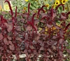 Amaranthus Arabian Red