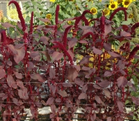 Amaranthus Arabian Red