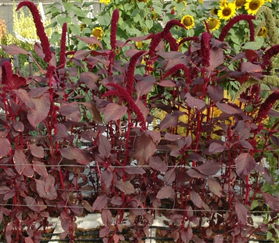 Amaranthus Arabian Red