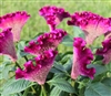 Celosia Bar Blueish