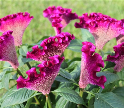 Celosia Bar Blueish