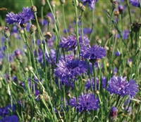 Centaurea Boy Blue