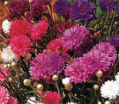 Centaurea Choice Double Mix