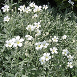 Cerastium Tomentosum