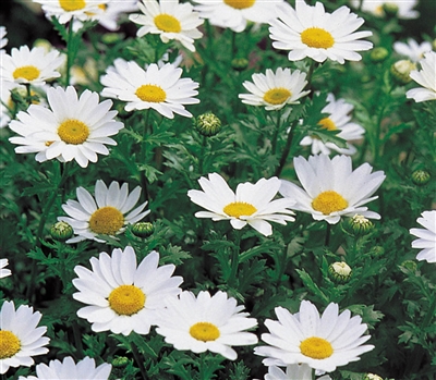 Chrysanthemum Snowland