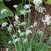 Chives Garlic