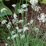 Chives Garlic