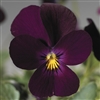 Viola Endurio Pure Violet