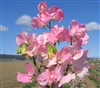 Sweet Pea Elegance Pink Diana