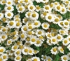 Chrysanthemum Paludosum White