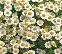 Chrysanthemum Paludosum White