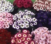 Cineraria HansaDwarf Multi Mix