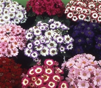 Cineraria HansaDwarf Multi Mix