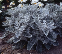 Cineraria Silver Dust Pellets