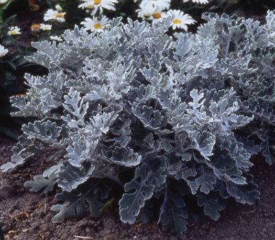 Cineraria Silver Dust Pellets