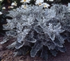 Cineraria Silver Dust