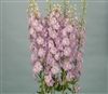 Delphinium Triton Lavender