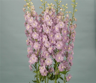 Delphinium Triton Lavender