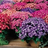 Cineraria Tall Grandi Mix