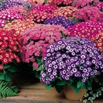 Cineraria Tall Grandi Mix