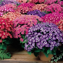 Cineraria Tall Grandi Mix