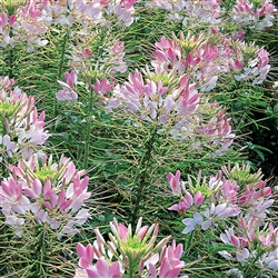 Cleome Sparkler 2.0 Blush