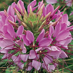 Cleome Sparkler 2.0 Lavender