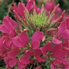 Cleome Sparkler 2.0 Rose