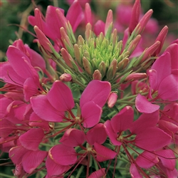 Cleome Sparkler 2.0 Rose