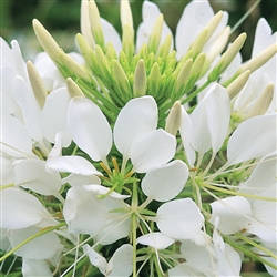 Cleome Sparkler 2.0 White