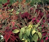 Coleus Rainbow Mix