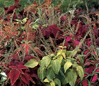 Coleus Rainbow Mix