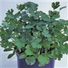 Coriander Slow Bolt
