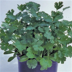 Coriander Slow Bolt