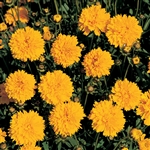 Coreopsis Sunray