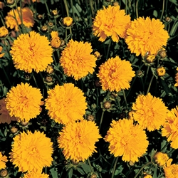 Coreopsis Sunray