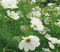 Cosmos Sensation Purity White