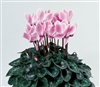 Cyclamen Laser Sync.Pink Flame