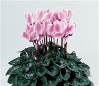 Cyclamen Laser Sync.Pink Flame_disc