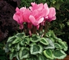 Cyclamen Laser Sync.Pink