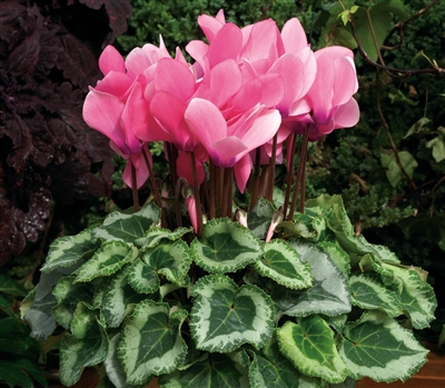 Cyclamen Laser Sync.Pink