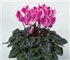 Cyclamen Laser Sync.Purp Flame