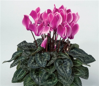 Cyclamen Laser Sync.Purp Flame