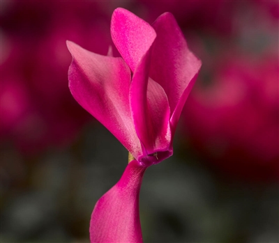 Cyclamen Laser Sync.Purple