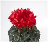 Cyclamen Laser Sync.Scarlet